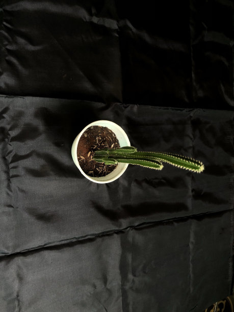 白色花盆中的仙人掌照片图片下载