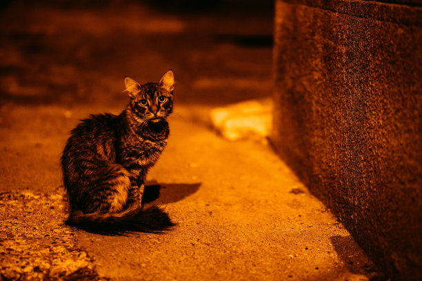 夜里街上的流浪猫图片下载