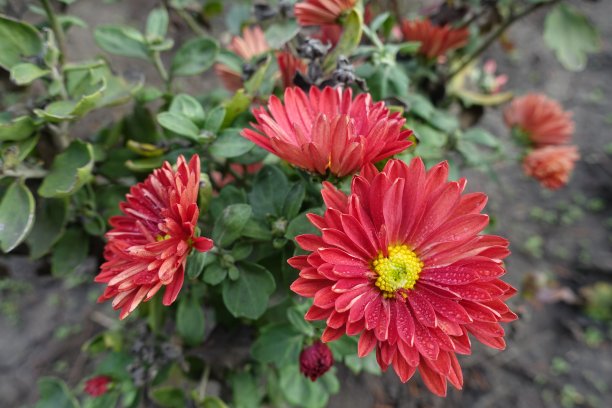 三朵红黄的菊花，10月的水滴图片下载