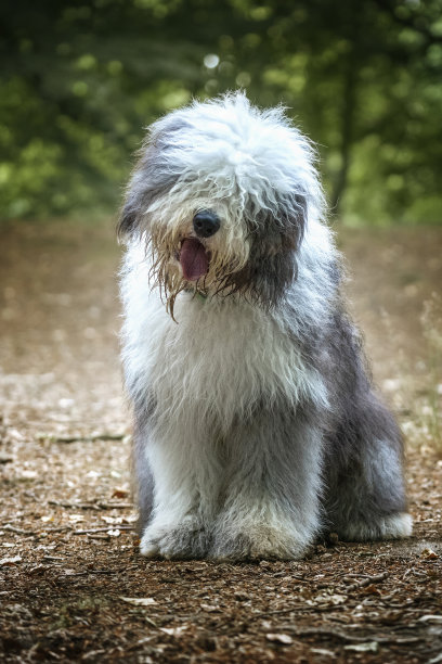 坐着歪头看镜头的古代英国牧羊犬图片下载