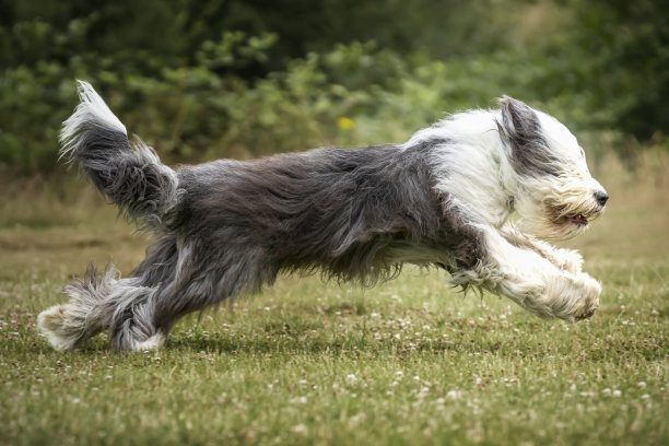 古代英国牧羊犬从左到右全速奔跑图片下载