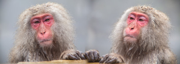 日本，冬天的猴子温泉图片下载