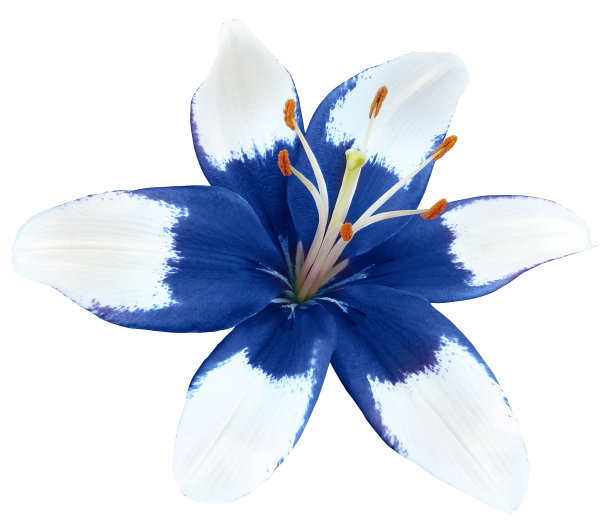 百合蓝色花。孤立在黑色背景上。特写镜头。大自然。图片下载