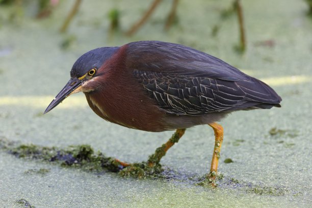 绿苍鹭在美国佛罗里达州B圈自然保护区的小溪中漂浮的圆木上钓鱼图片下载
