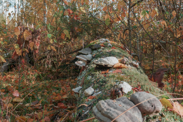 蘑菇在树上生长，真菌在树桩上生长的过程。Tinder的总体情况。选择性聚焦图片下载