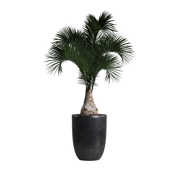 三维插图盆栽植物孤立在白色背景图片下载