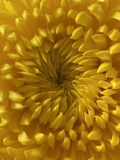 黄色的花图片下载