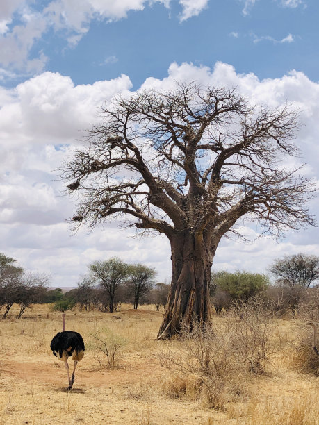 鸵鸟图片下载