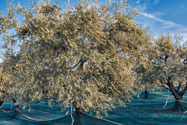 普罗旺斯的橄榄树。图片下载