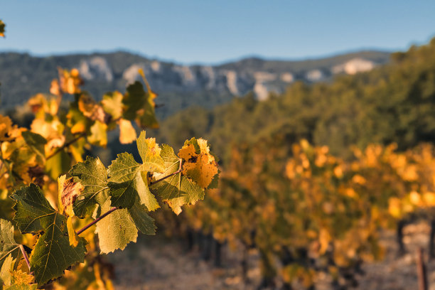 普罗旺斯风景全景图片下载