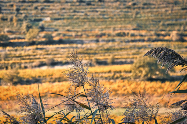 普罗旺斯风景全景图片下载