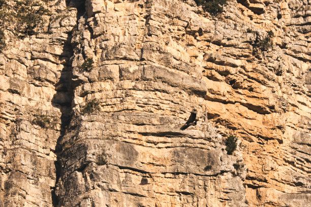 一只黑色秃鹫，正沿着普罗旺斯的岩石峭壁飞行图片下载