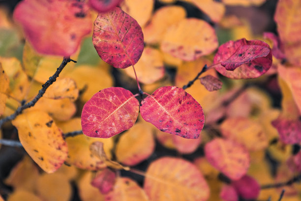 带有温暖的秋色的叶子图片下载