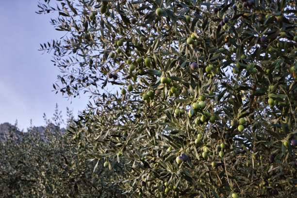 普罗旺斯风景全景图片下载