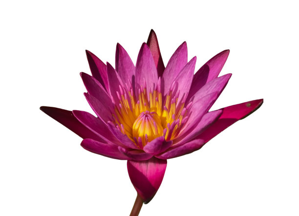 粉红色的莲花在白色的背景孤立图片下载