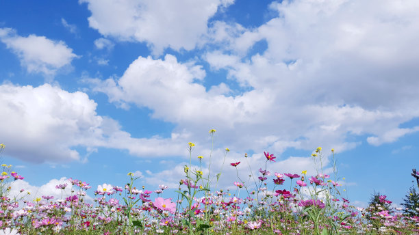 晴朗的天空，云，和宇宙花，宇宙花背景和蓝色的天空图片下载