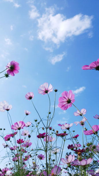 晴朗的天空，云，和宇宙花，宇宙花背景和蓝色的天空图片下载