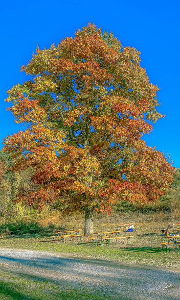 秋天的颜色图片下载