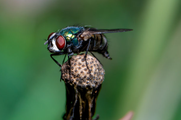 在蒲公英上飞翔图片下载