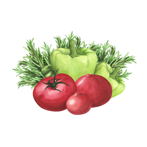 熟番茄，迷迭香，青椒白底。水彩手绘插图。艺术装饰图片下载