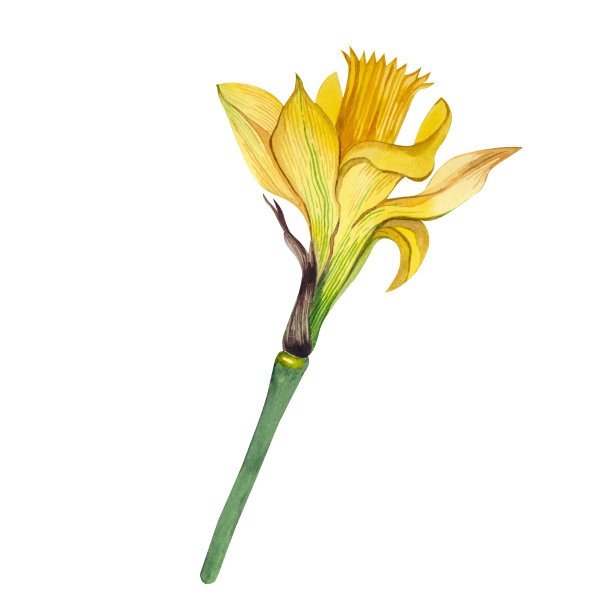 水仙花是黄色的手绘水彩画孤立在白色的背景。图片下载