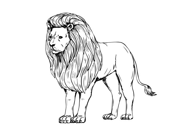 白底狮子素描。占星术:狮子星座。矢量插图。图片下载