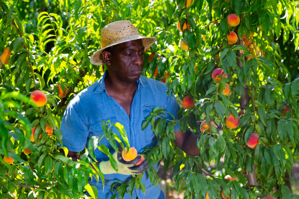 非裔美国农场工人在花园里收获成熟的桃子图片下载