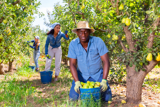 快乐的非裔美国农场工人展示梨的收成图片下载