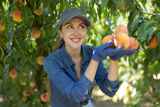 成功的年轻女农民在花园里展示收获的桃子图片下载