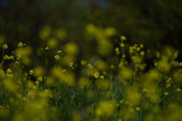 草甸草中黄花素材图片