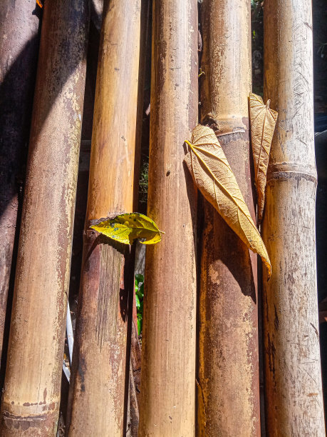 树叶落在干竹子上图片下载