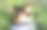 夏天在薰衣草地里野餐图片下载