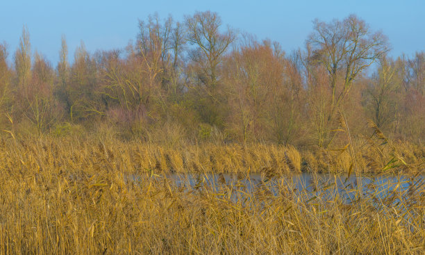 冬天日出时，在蓝天下，沿着结冰的湖边芦苇图片下载