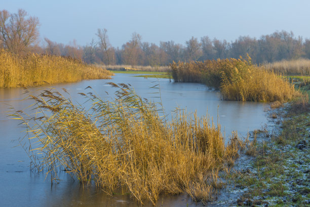冬天日出时，在蓝天下，沿着结冰的湖边芦苇图片下载