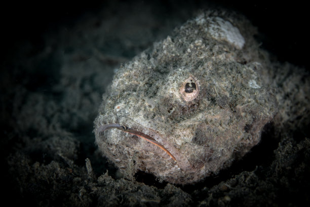 美丽的蝎子鱼伪装与它的环境在珊瑚礁上图片下载
