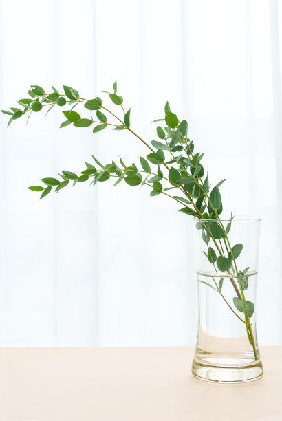 拍摄植物和产品的平台图片下载