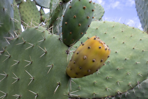 仙人掌属植物果实。仙人掌属植物。多刺的梨在自然界中是一种野生多刺植物图片下载