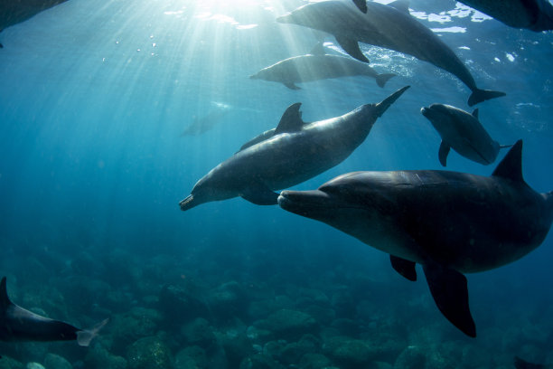 海豚在阳光下在海里游泳素材图片