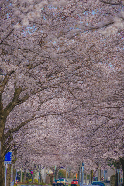 三高市小泽的樱花图片下载