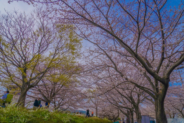 三高市小泽的樱花图片下载