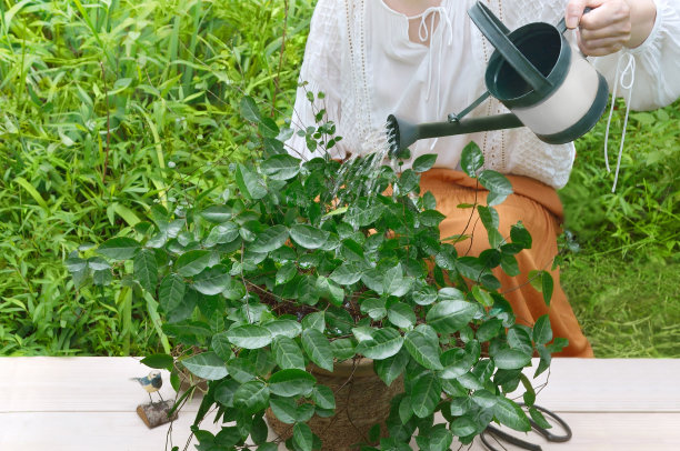 一个女人倒水做园艺的图片图片下载