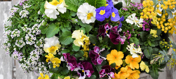 春天花在花盆里。图片下载