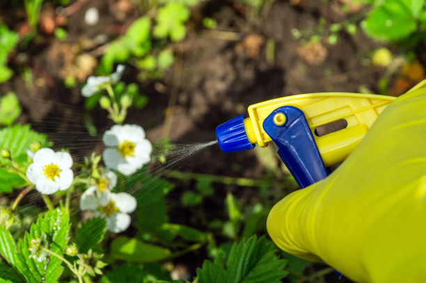 用杀菌剂处理草莓开花期间的害虫。用喷雾器喷洒植物。花园护理图片下载