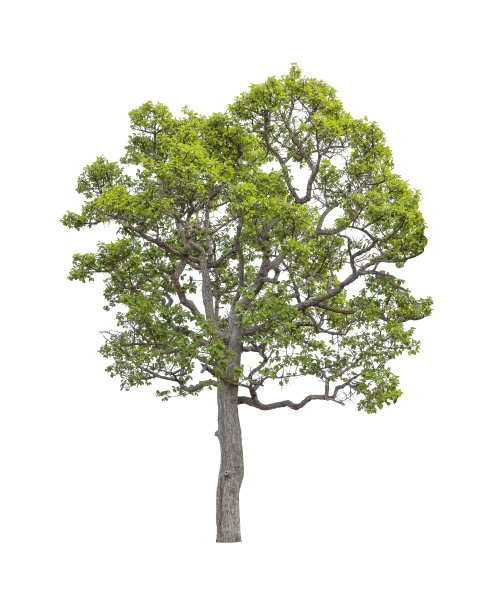 孤立的白色背景上的树，修剪小径图片下载
