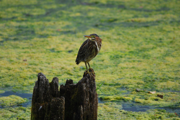一只绿鹭(Butorides virescens)栖息在沼泽的树桩上图片下载