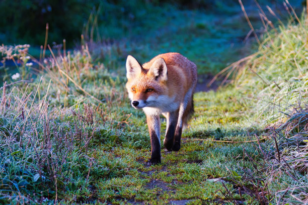 单孤立可爱毛茸茸的红狐图片下载