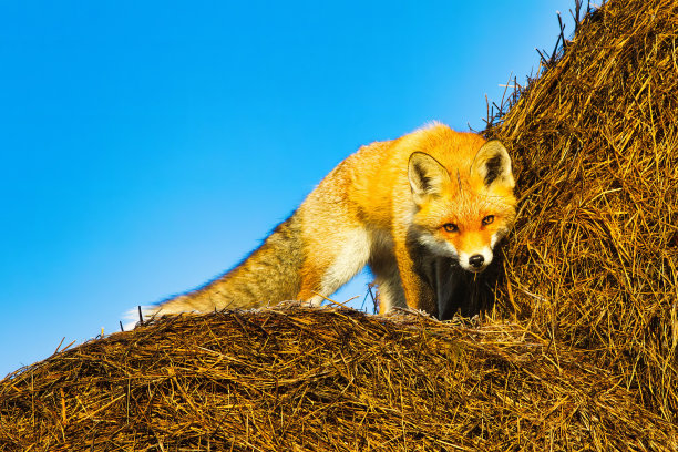 单孤立可爱毛茸茸的红狐图片下载