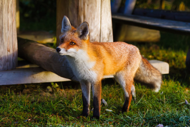 单孤立可爱毛茸茸的红狐图片下载