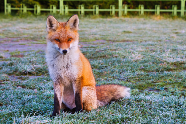 单孤立可爱毛茸茸的红狐图片下载
