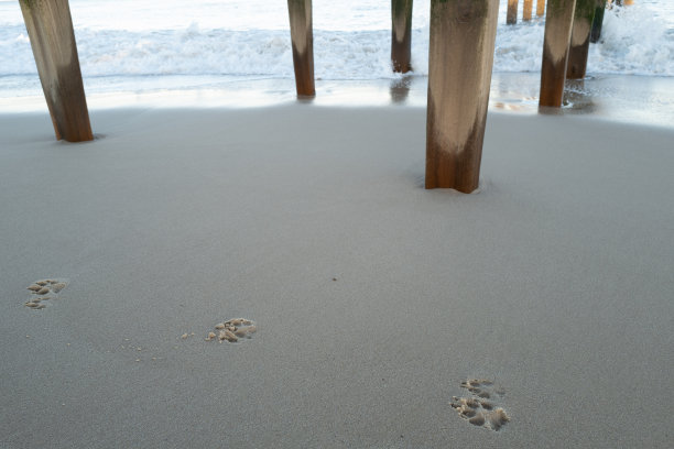 在接近退潮的沙滩上看到的新鲜狗爪印的浅焦点。图片下载